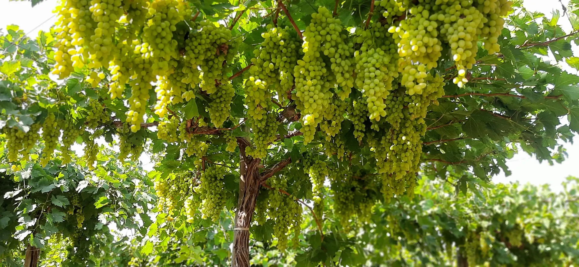 Campo de cultivo agrícola bajo un cielo despejado
