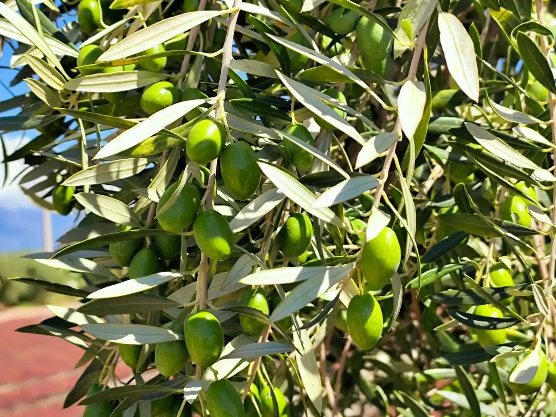 Primer plano de un sistema de riego por goteo en un campo