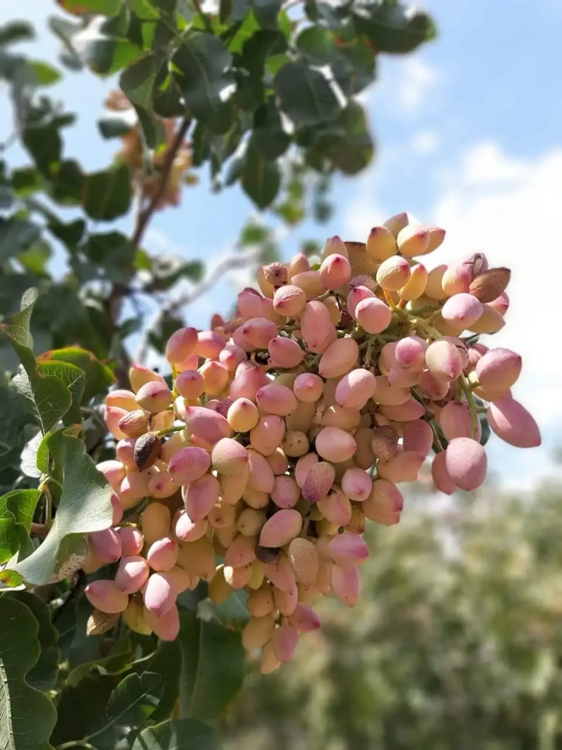 Brote verde creciendo en suelo fértil, simbolizando sostenibilidad
